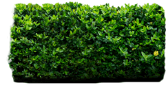 hedge cutting